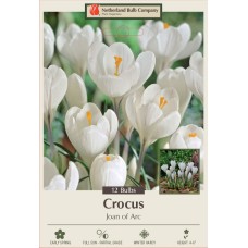 CROCUS JOAN OF ARC