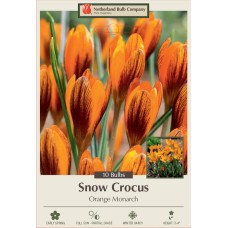 CROCUS ORANGE MONARCH