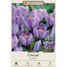 CROCUS PICKWICK