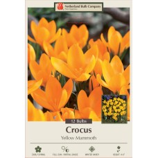 CROCUS YELLOW MAMMOTH