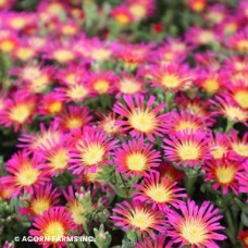 DELOSPERMA DELMARA FUCHSIA