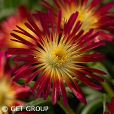 DELOSPERMA DELMARA RED