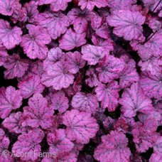 HEUCHERA ELECTRIC PLUM