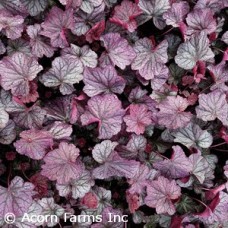 HEUCHERA N EXPOSURE PURPLE