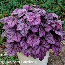 HEUCHERA PINK PANTHER