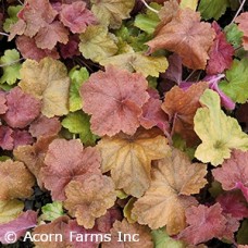 HEUCHERA SWEET TART