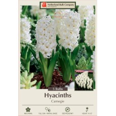 HYACINTH CARNEGIE WHITE