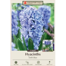 HYACINTH DELFT BLUE