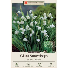 LEUCOJUM GIANT SNOWDROP