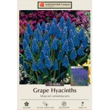 MUSCARI ARMENIACUM