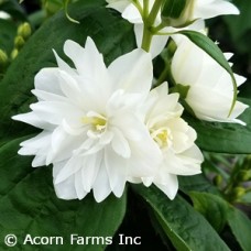 PHILADELPHUS MINI SNOWFLAKE