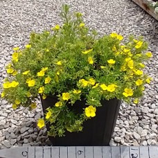 POTENTILLA FRU DAKOTA SUNSPOT