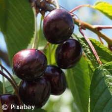 PRUNUS BLACK TARTARIAN