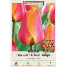 TULIP APELDOORN ELITE