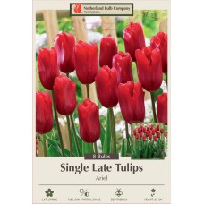 TULIP ARIEL