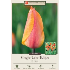 TULIP EL NINO