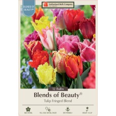 TULIP FRINGED MIX