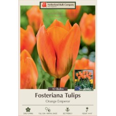 TULIP ORANGE EMPEROR