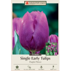 TULIP PURPLE PRINCE