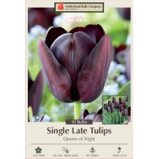 TULIP QUEEN OF NIGHT