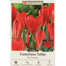 TULIP RED EMPEROR