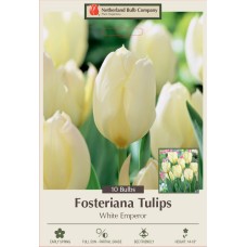 TULIP WHITE EMPEROR