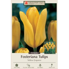 TULIP YELLOW EMPEROR