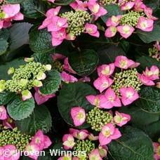 HYDRANGEA SER TUFF STFF TOP FN