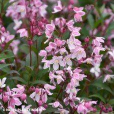 DEUTZIA YUKI KABUKI