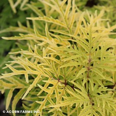 SAMBUCUS RAC LEMONY LACE