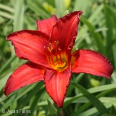 HEMEROCALLIS CHICAGO APACHE