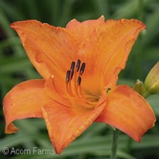 HEMEROCALLIS MAUNA LOA