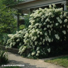 HYDRANGEA QUE SNOWFLAKE