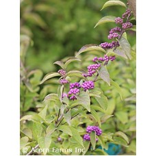 CALLICARPA DIC EARLY AMETHYST