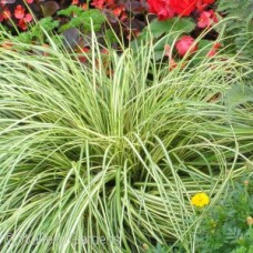 CAREX HAC EVERGOLD