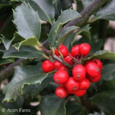 ILEX MES MAGIC BERRY