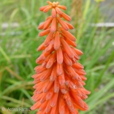 KNIPHOFIA FLAMENCO