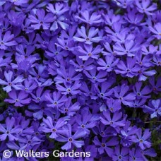 PHLOX VIOLET PINWHEELS