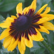 RUDBECKIA HIR DENVER DAISY