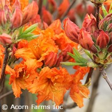 AZALEA EXB GIBRALTAR