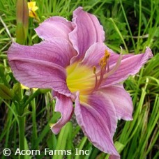 HEMEROCALLIS PRAIRIE BLUE EYES