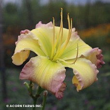 HEMEROCALLIS REGENCY HEIGHTS