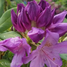 RHODODENDRON CAT PUR ELEGANS