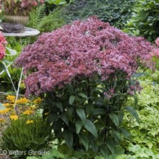 EUPATORIUM BABY JOE