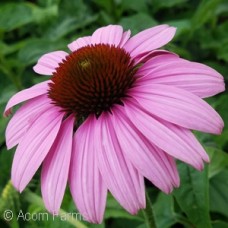 ECHINACEA MAGNUS