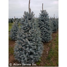 PICEA PUN BLUE SELECT