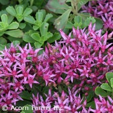 SEDUM SPU DRAGONS BLOOD