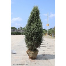 JUNIPERUS COM HIBERNICA