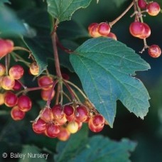 VIBURNUM TRI ALFREDO