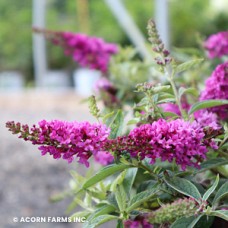 BUDDLEIA RUBY CHIP